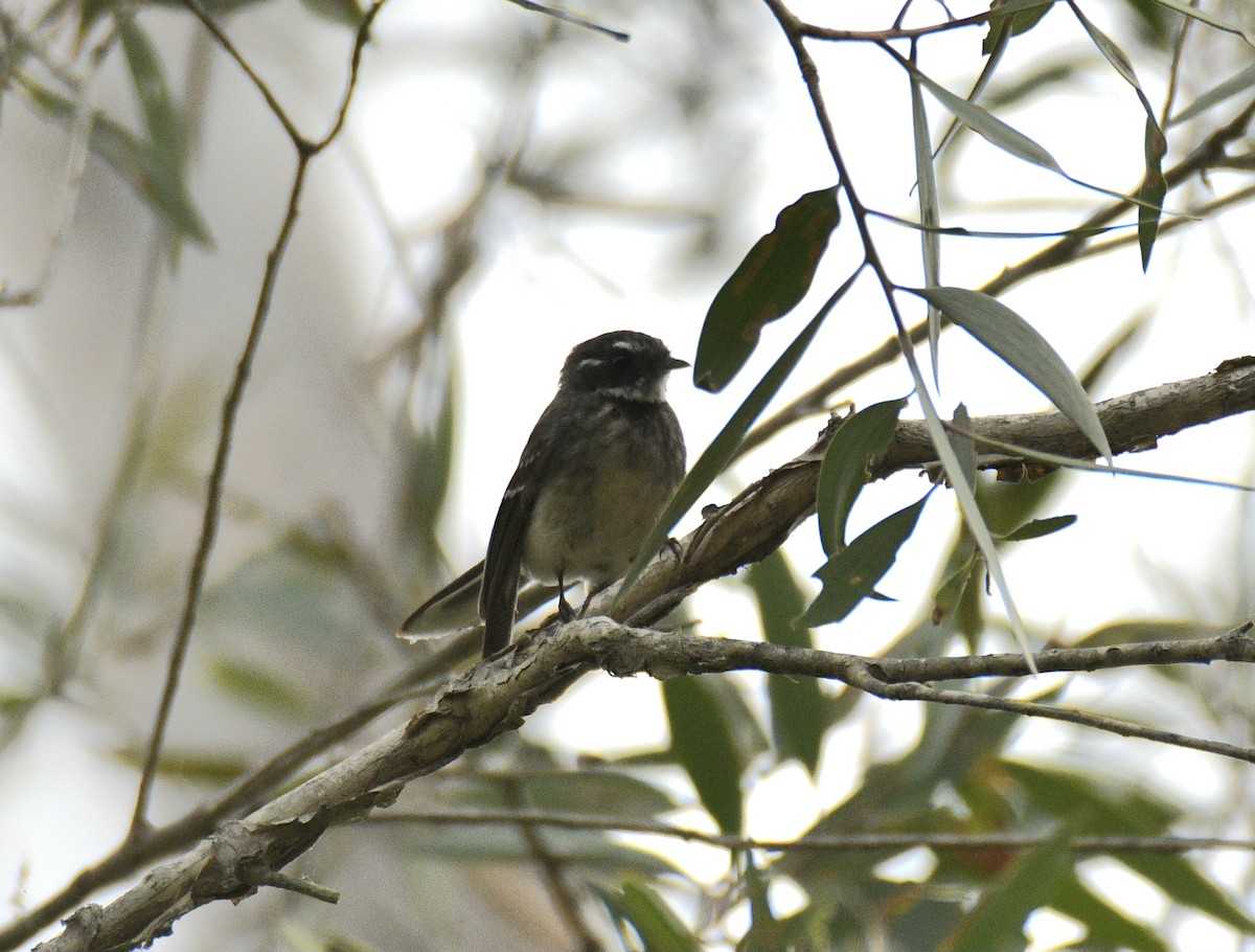 Gray Fantail - ML631983122