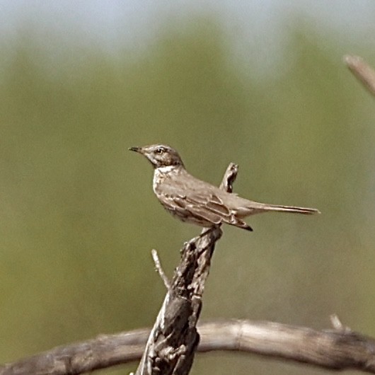 Sage Thrasher - ML631983124