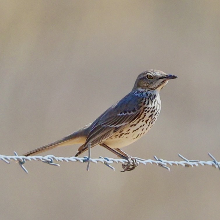Sage Thrasher - ML631983126