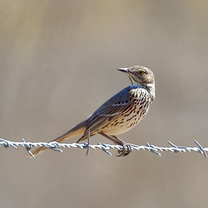 Sage Thrasher - ML631983127