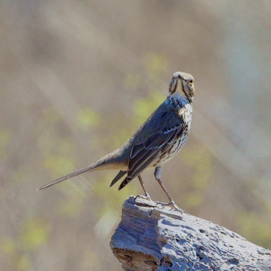 Sage Thrasher - ML631983128
