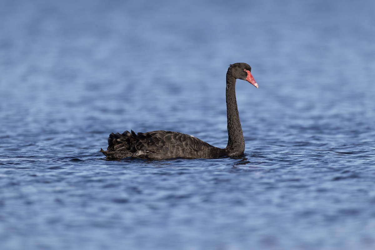 Black Swan - ML631983219