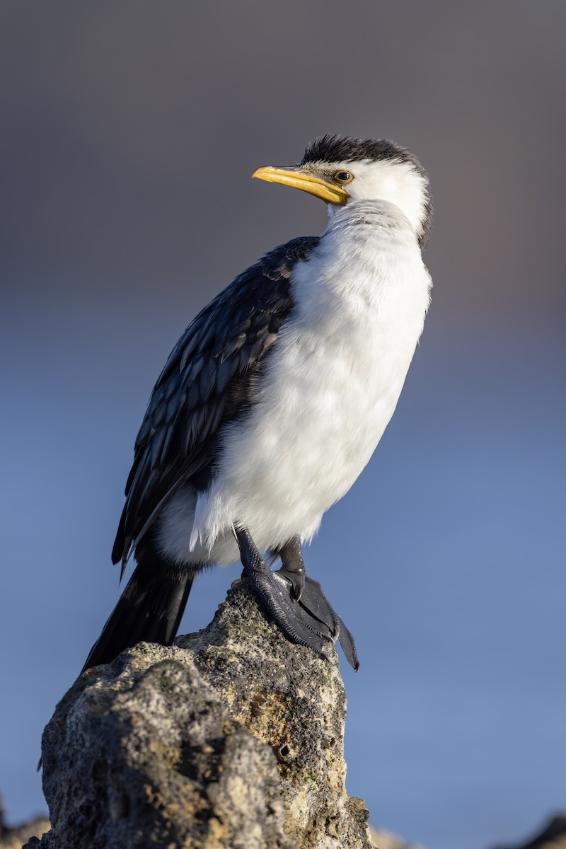 Little Pied Cormorant - ML631983228