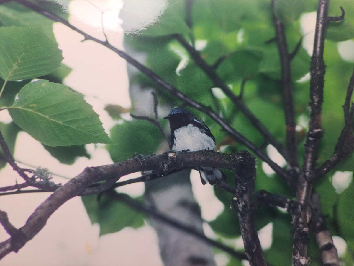 Black-throated Blue Warbler - ML631983274