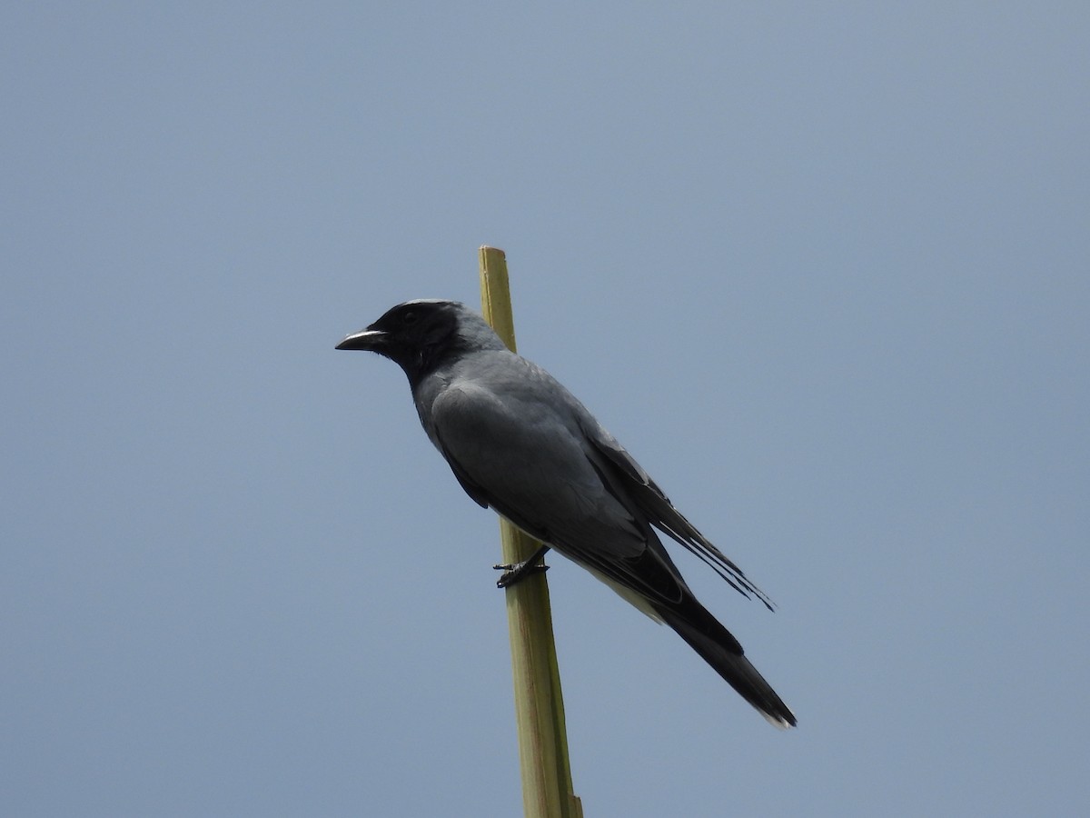 Black-faced Cuckooshrike - ML631983386