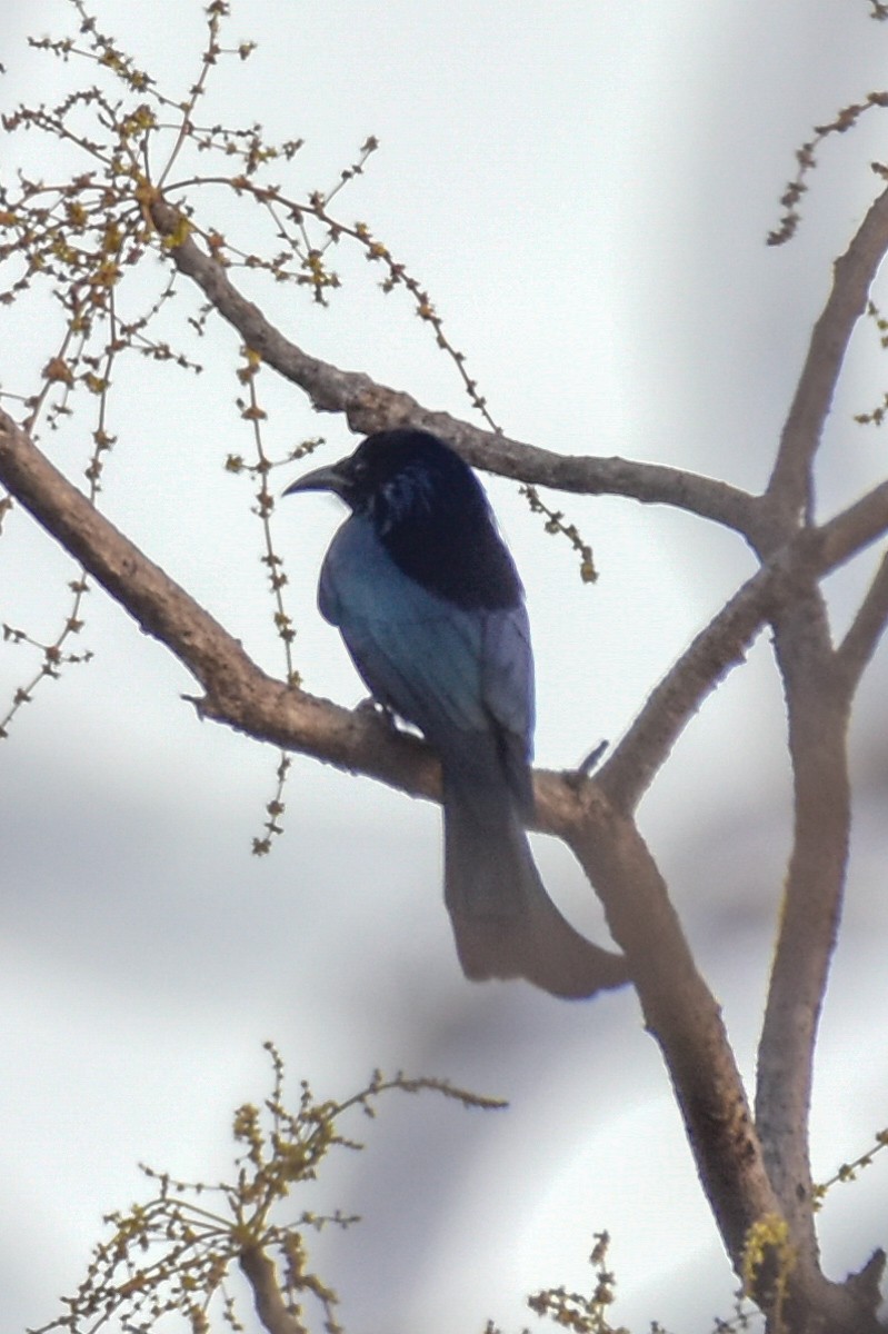 Hair-crested Drongo - ML631983505