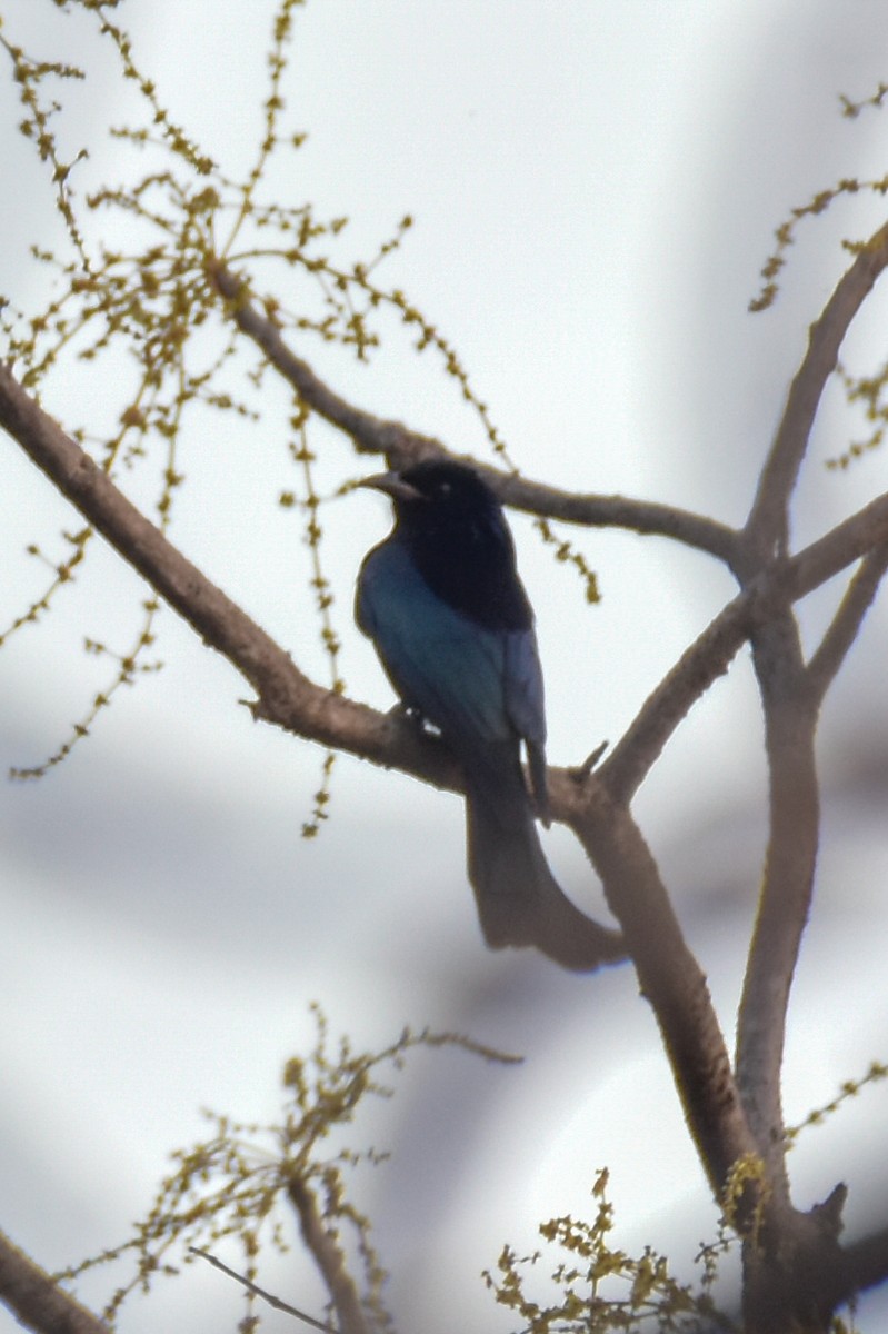 Hair-crested Drongo - ML631983506