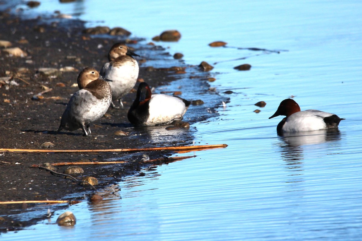 Canvasback - ML631983510