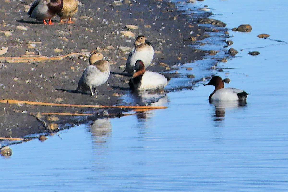 Canvasback - ML631983569