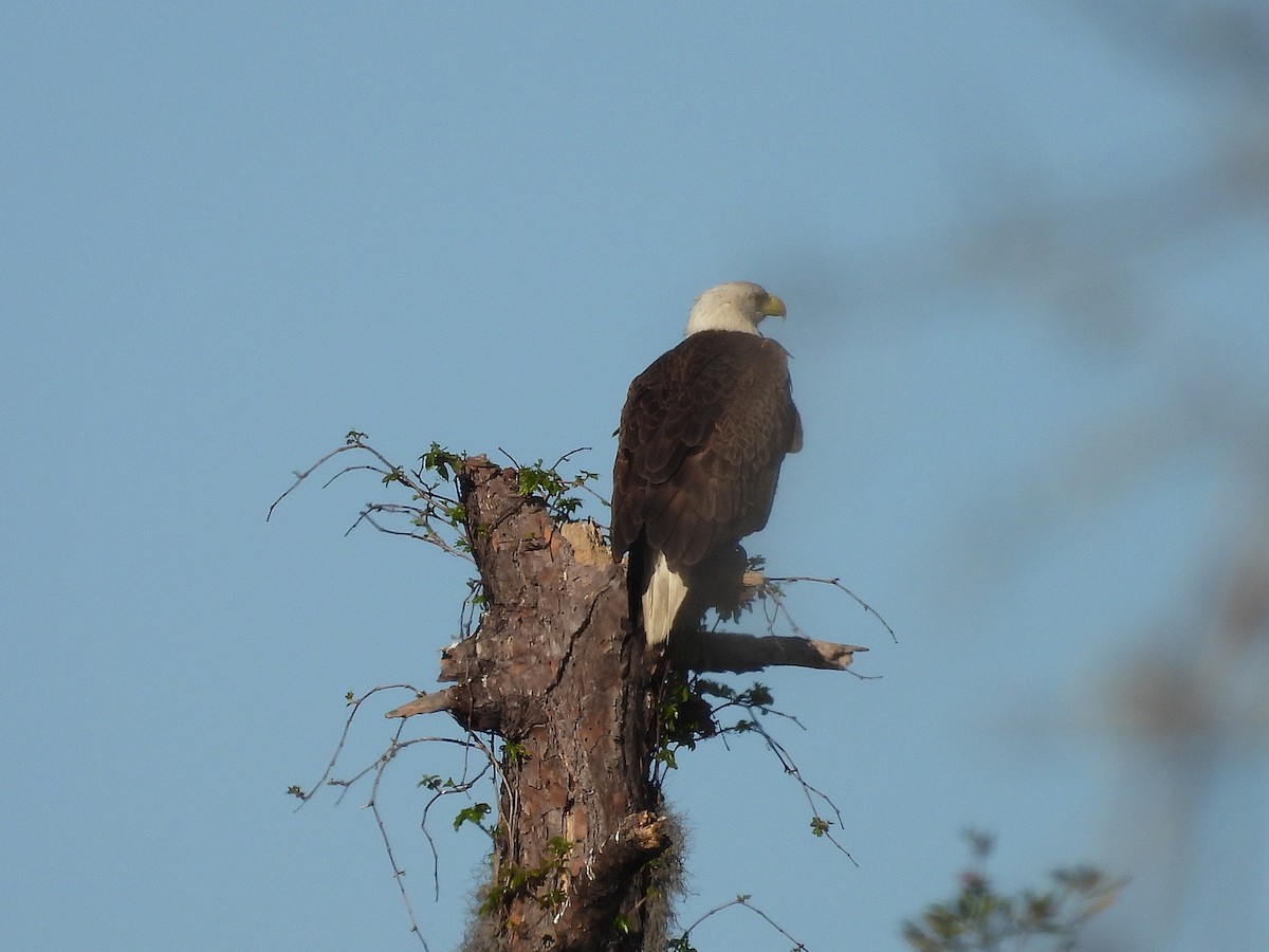 Bald Eagle - ML631983582