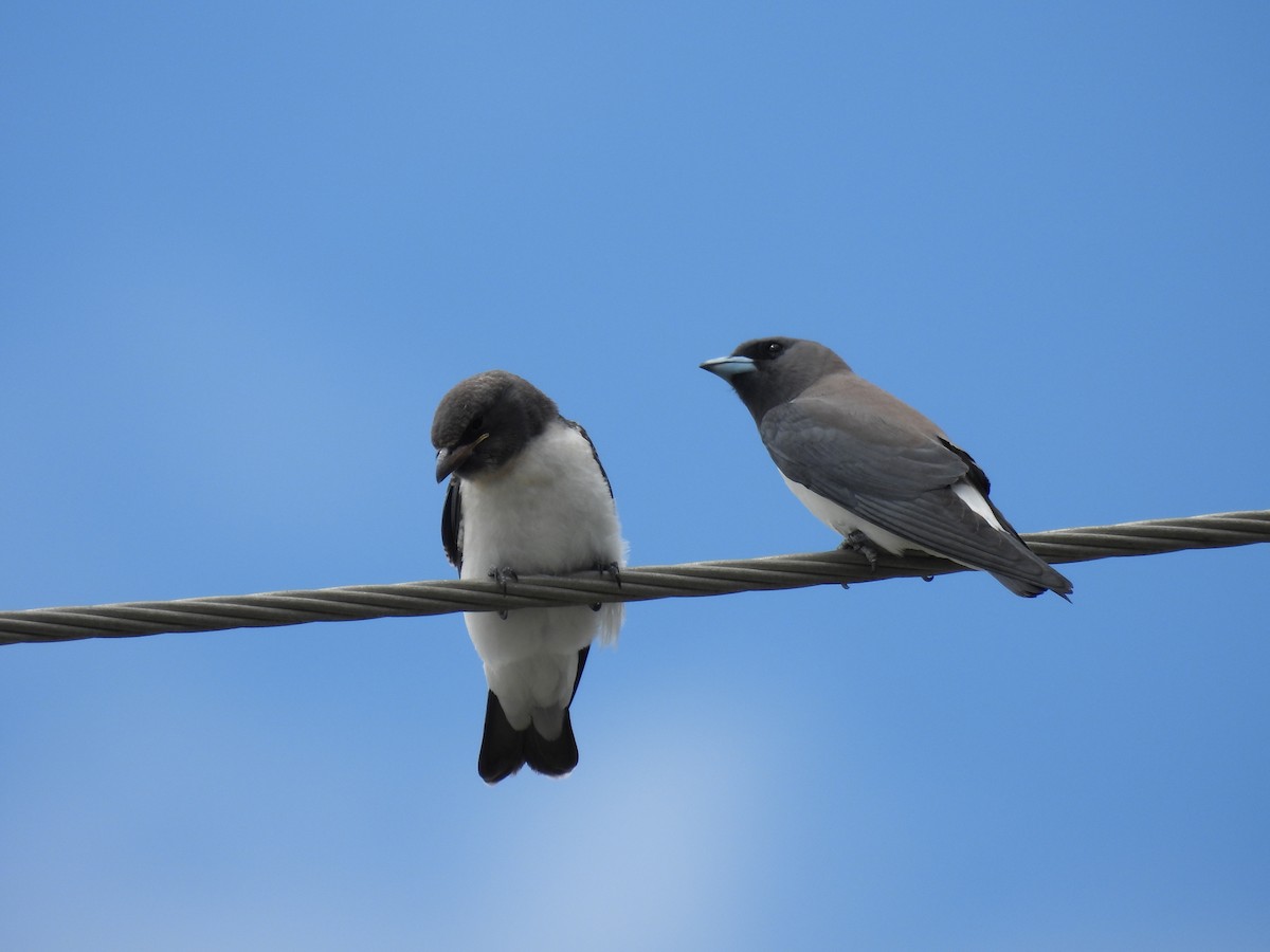 White-breasted Woodswallow - ML631983585