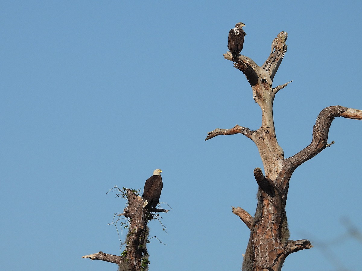 Bald Eagle - ML631983615
