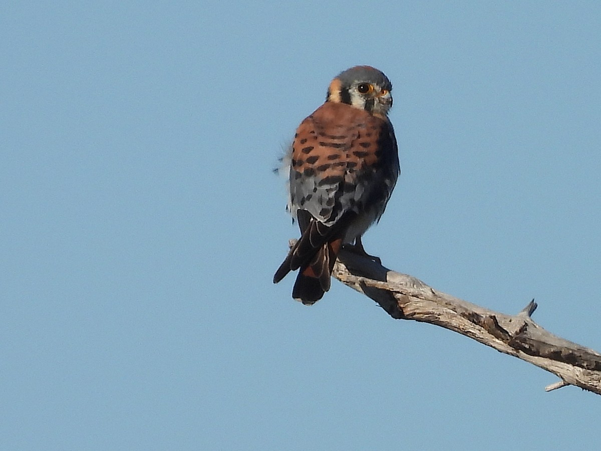 American Kestrel - ML631983657