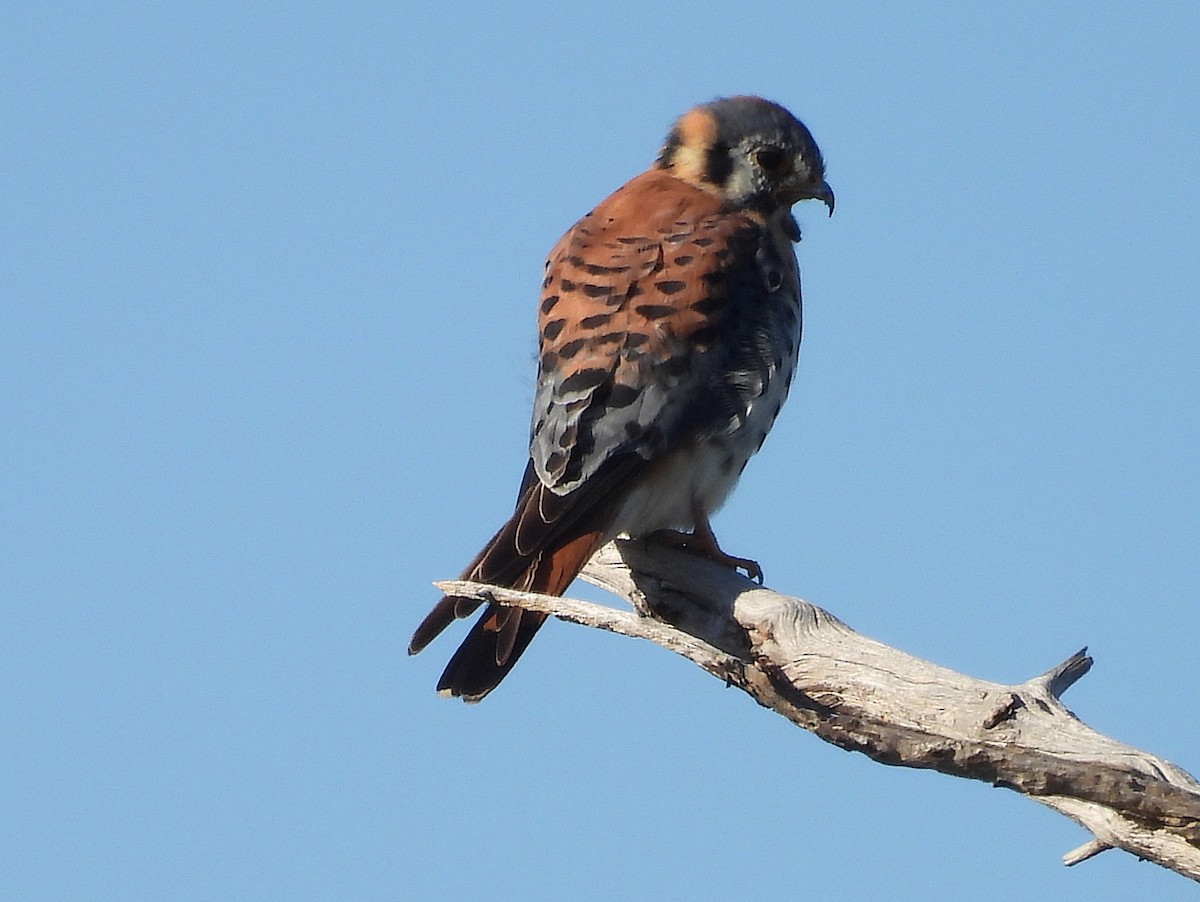 American Kestrel - ML631983663
