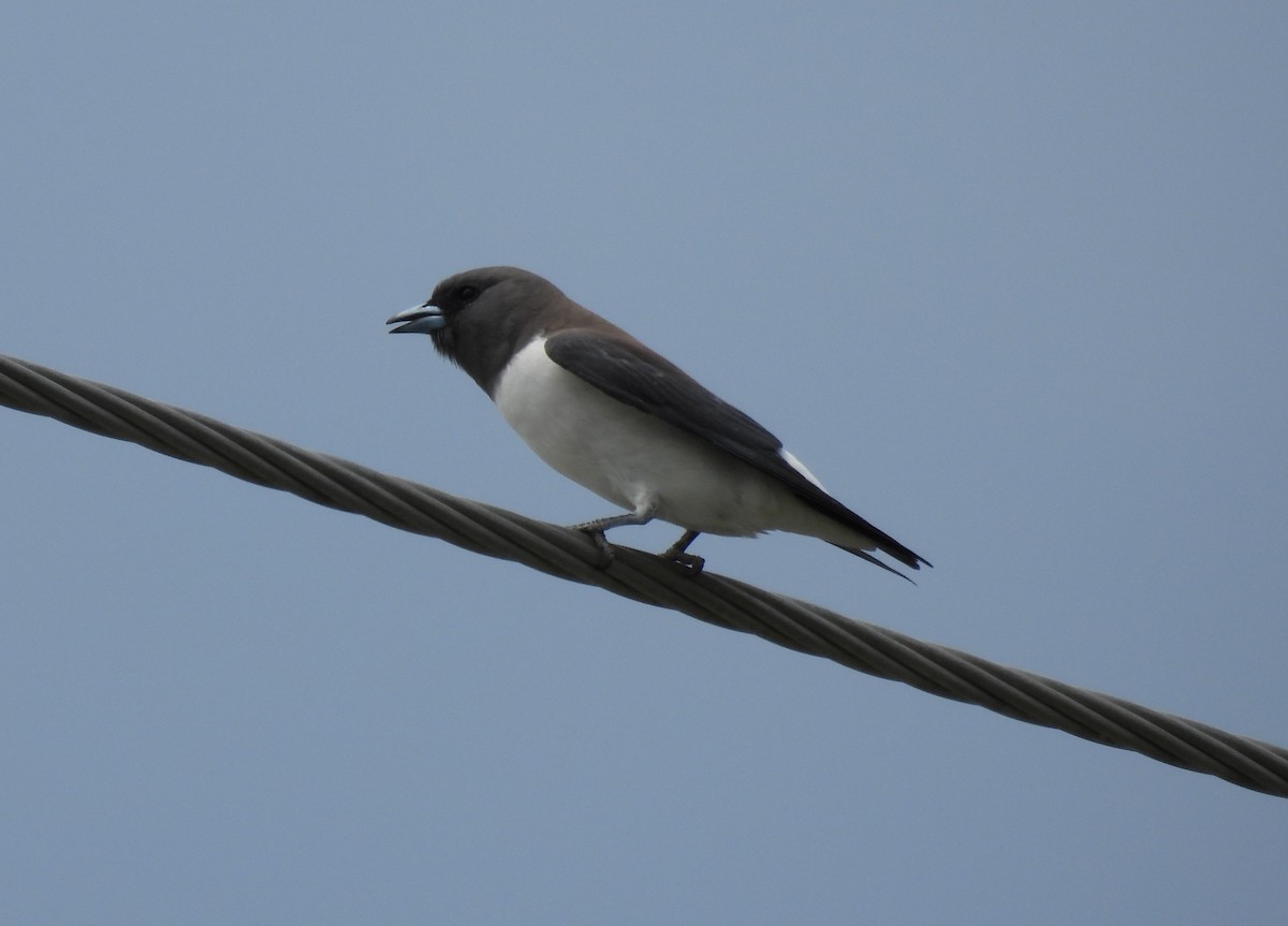 White-breasted Woodswallow - ML631983739