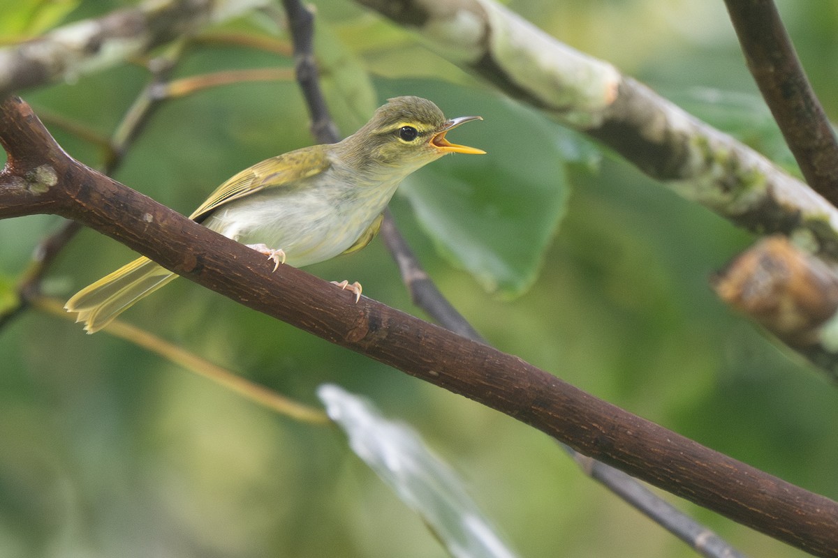 Lemon-throated Leaf Warbler - ML631983967