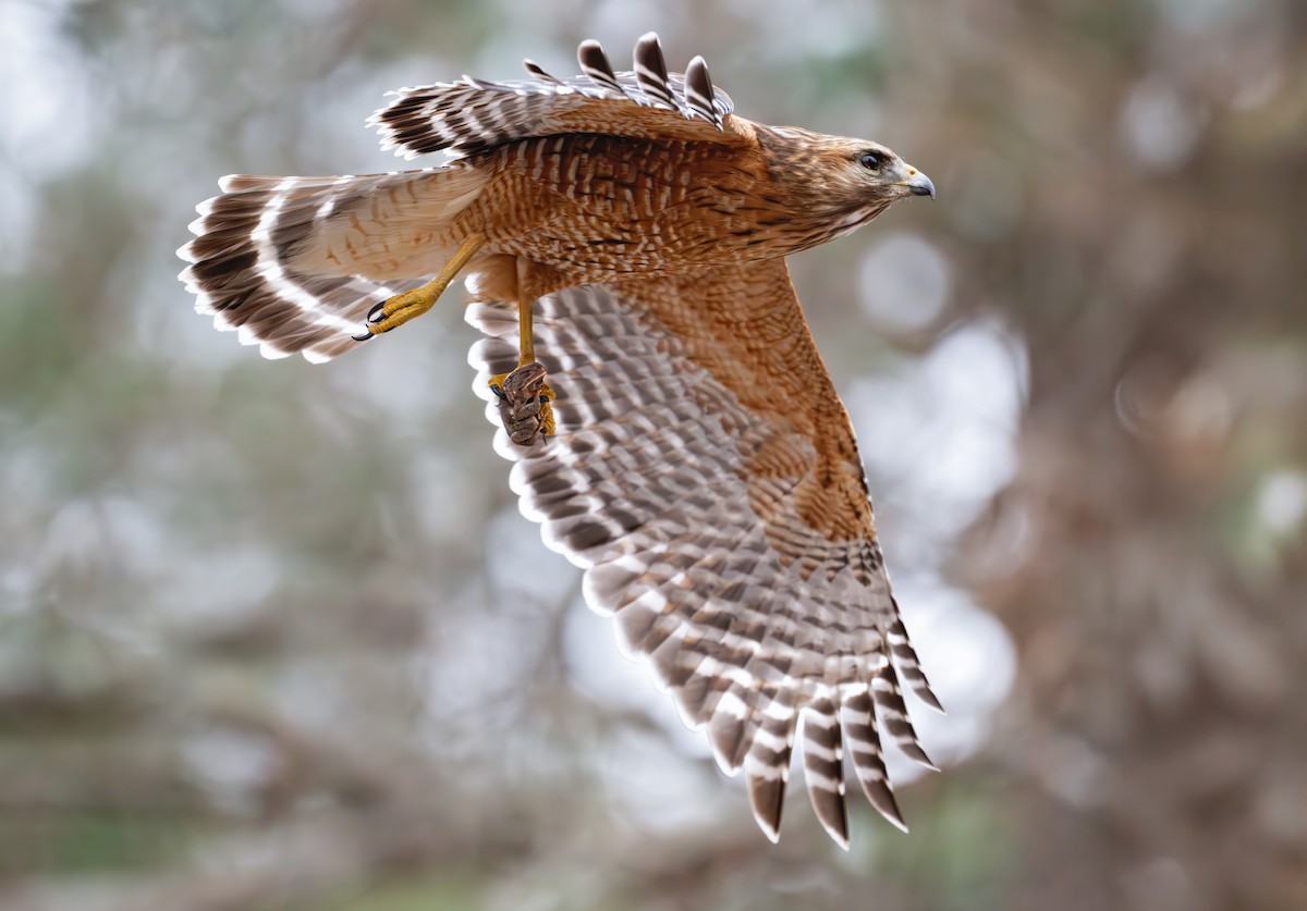 Red-shouldered Hawk (lineatus Group) - ML631984215