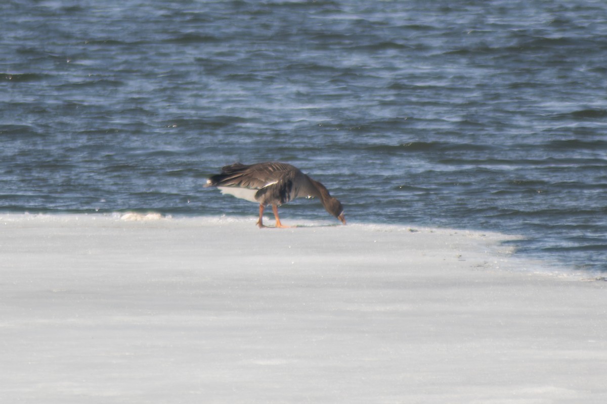 Greater White-fronted Goose - ML631984349