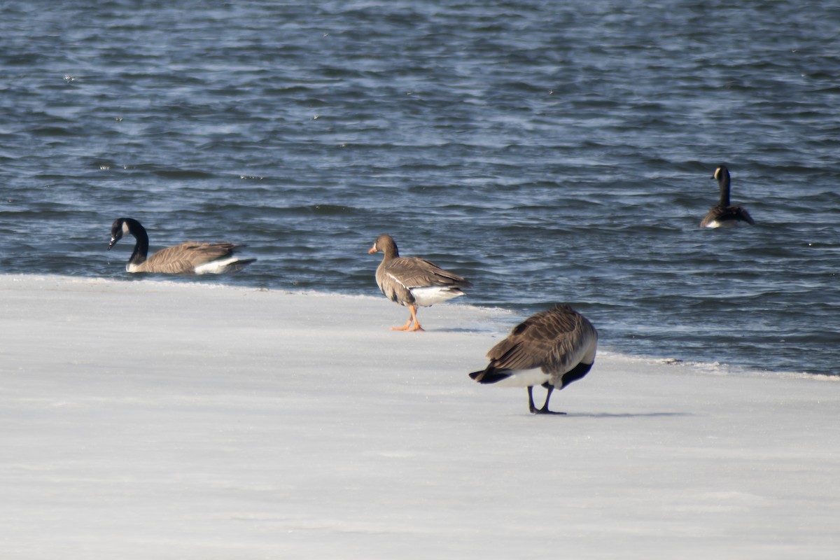 Greater White-fronted Goose - ML631984350