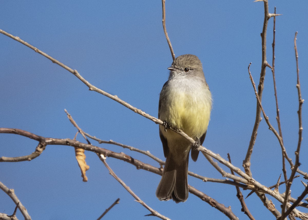 White-crested Tyrannulet (Sulphur-bellied) - ML631984391