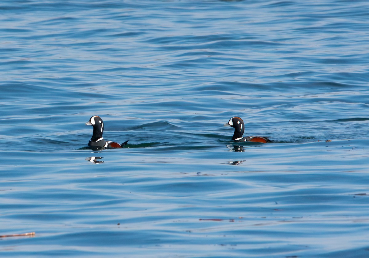 Harlequin Duck - Cassy Cassidy