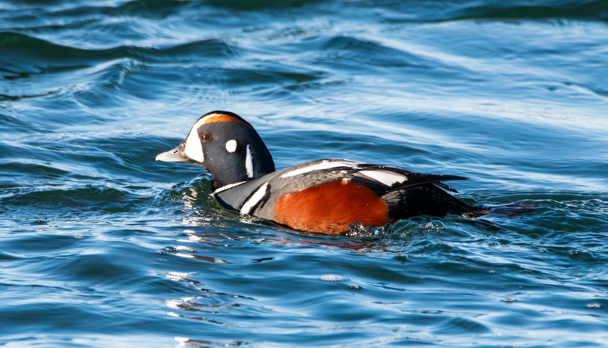 Harlequin Duck - Cassy Cassidy