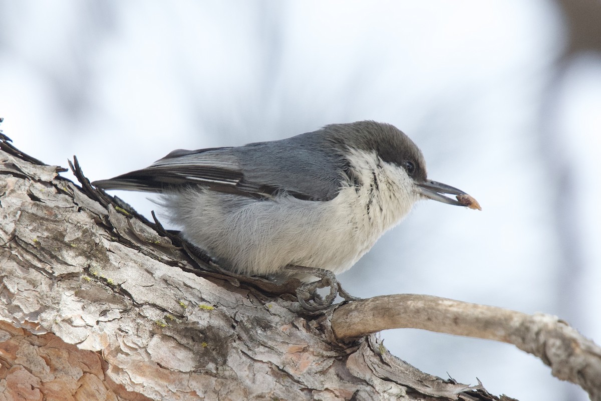 brhlík drobný - ML631984464