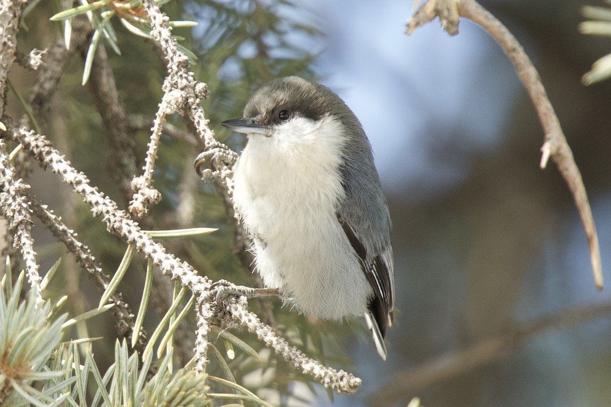 brhlík drobný - ML631984465