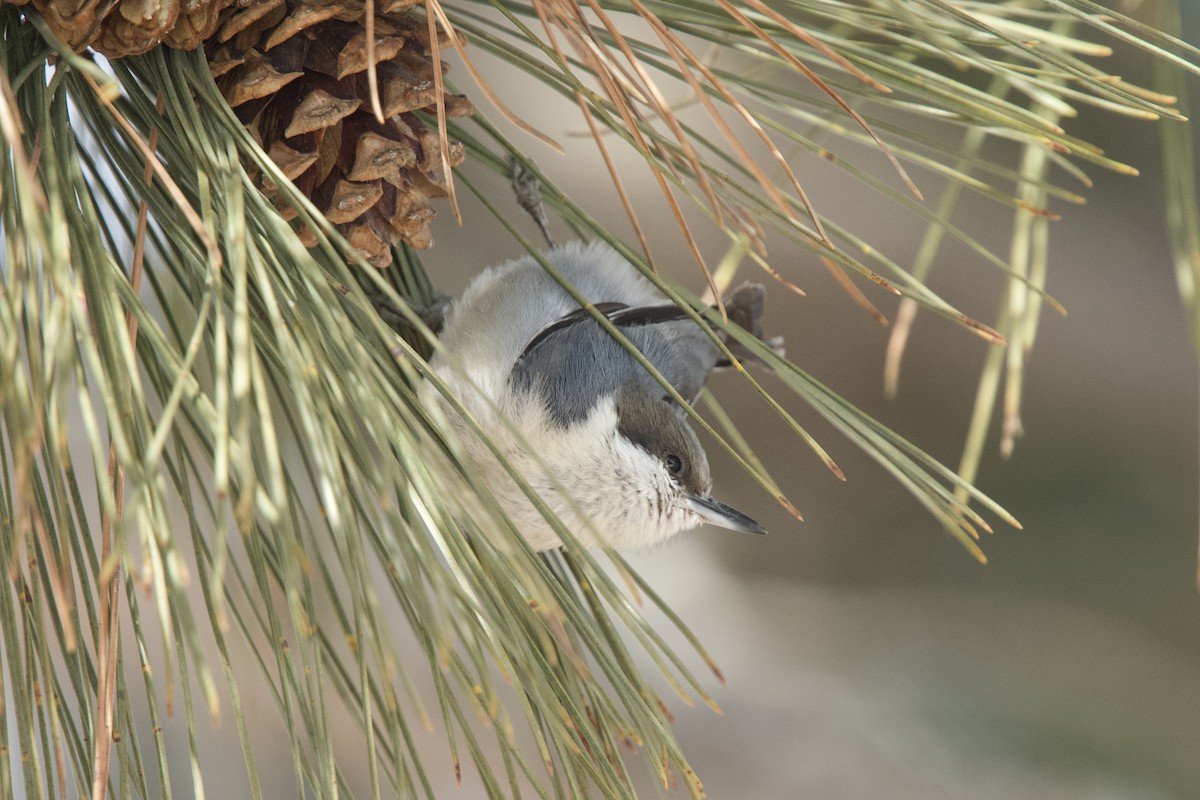 brhlík drobný - ML631984466