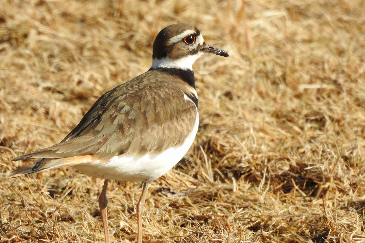 Killdeer - ML631984529