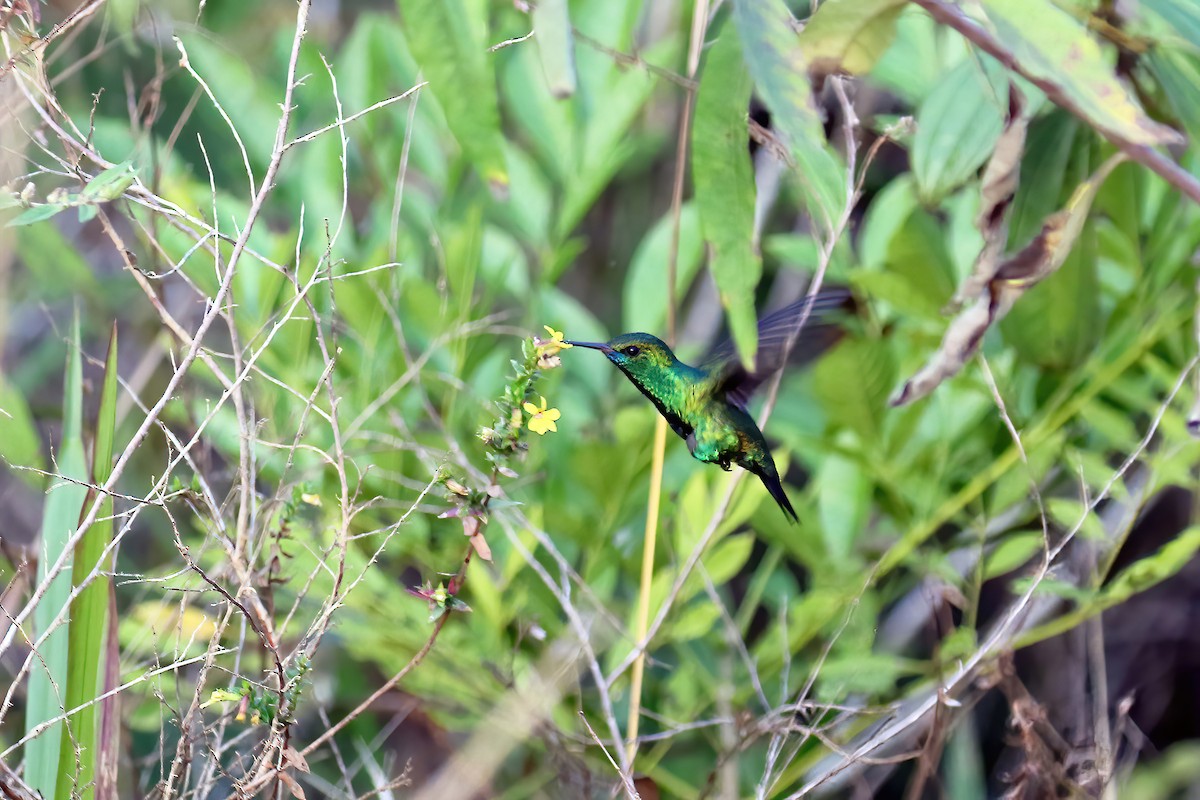 Blue-chinned Sapphire - ML631984560