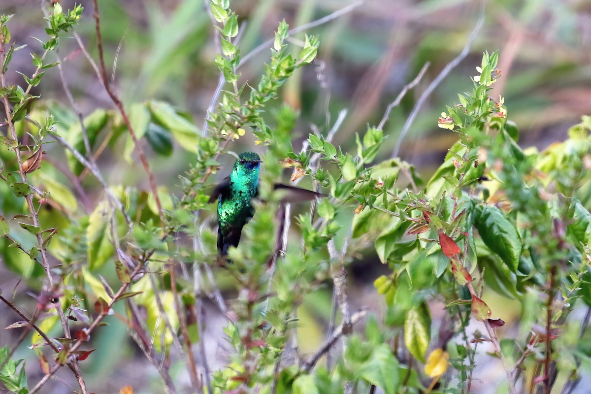 Blue-chinned Sapphire - ML631984563