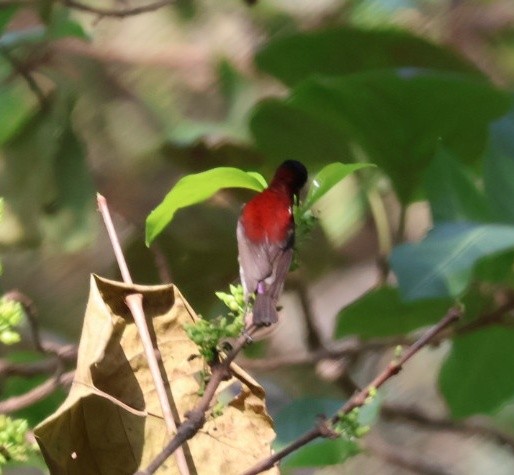 Crimson-backed Sunbird - ML631984648