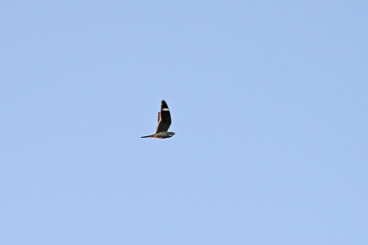 Lesser Nighthawk - ML631984714