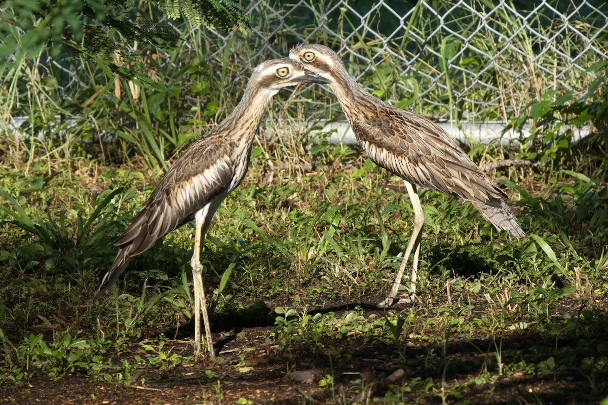 Bush Thick-knee - ML631984765