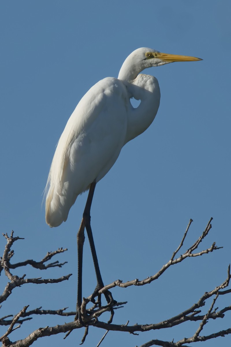 Great Egret - ML631984779