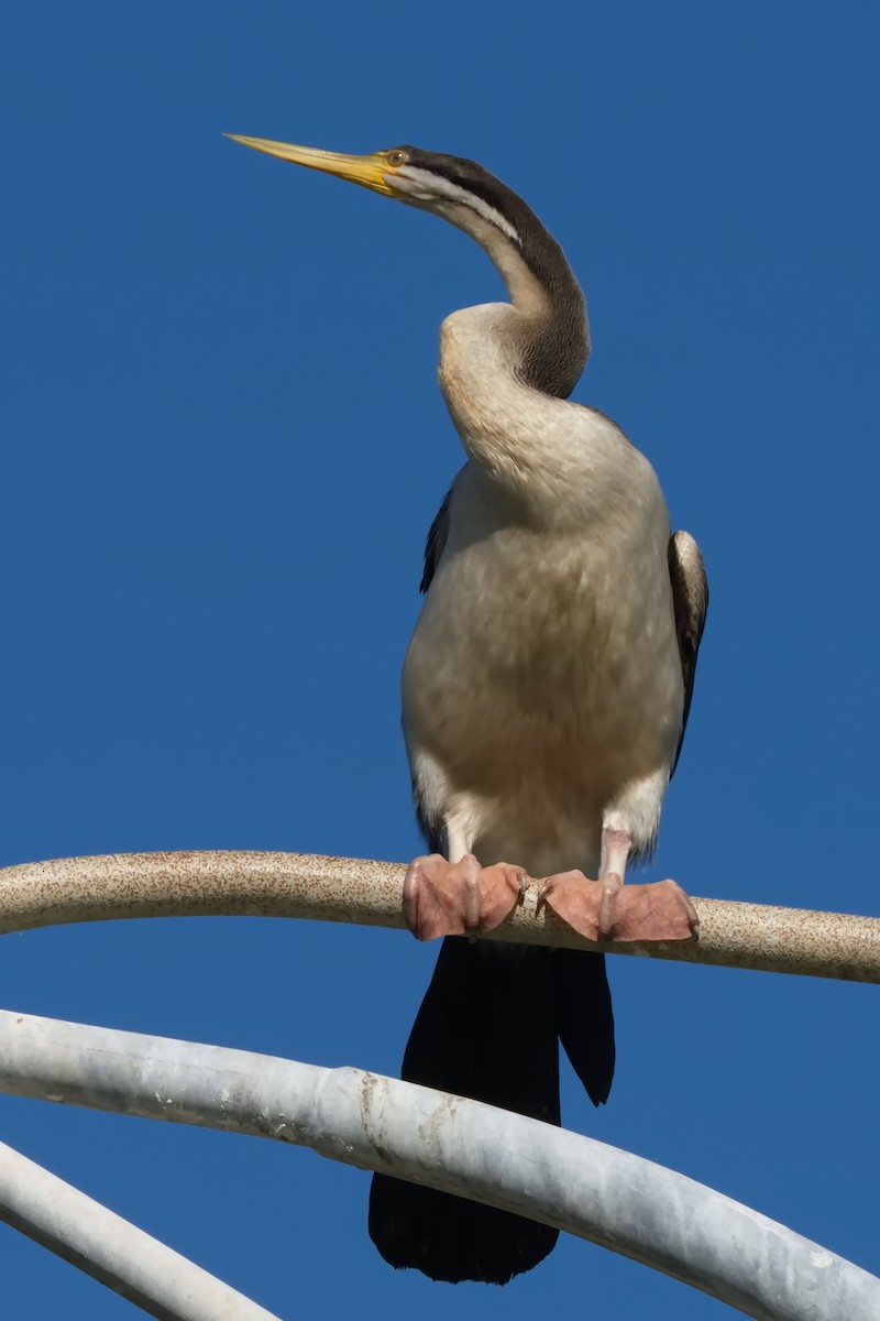 Australasian Darter - ML631984803