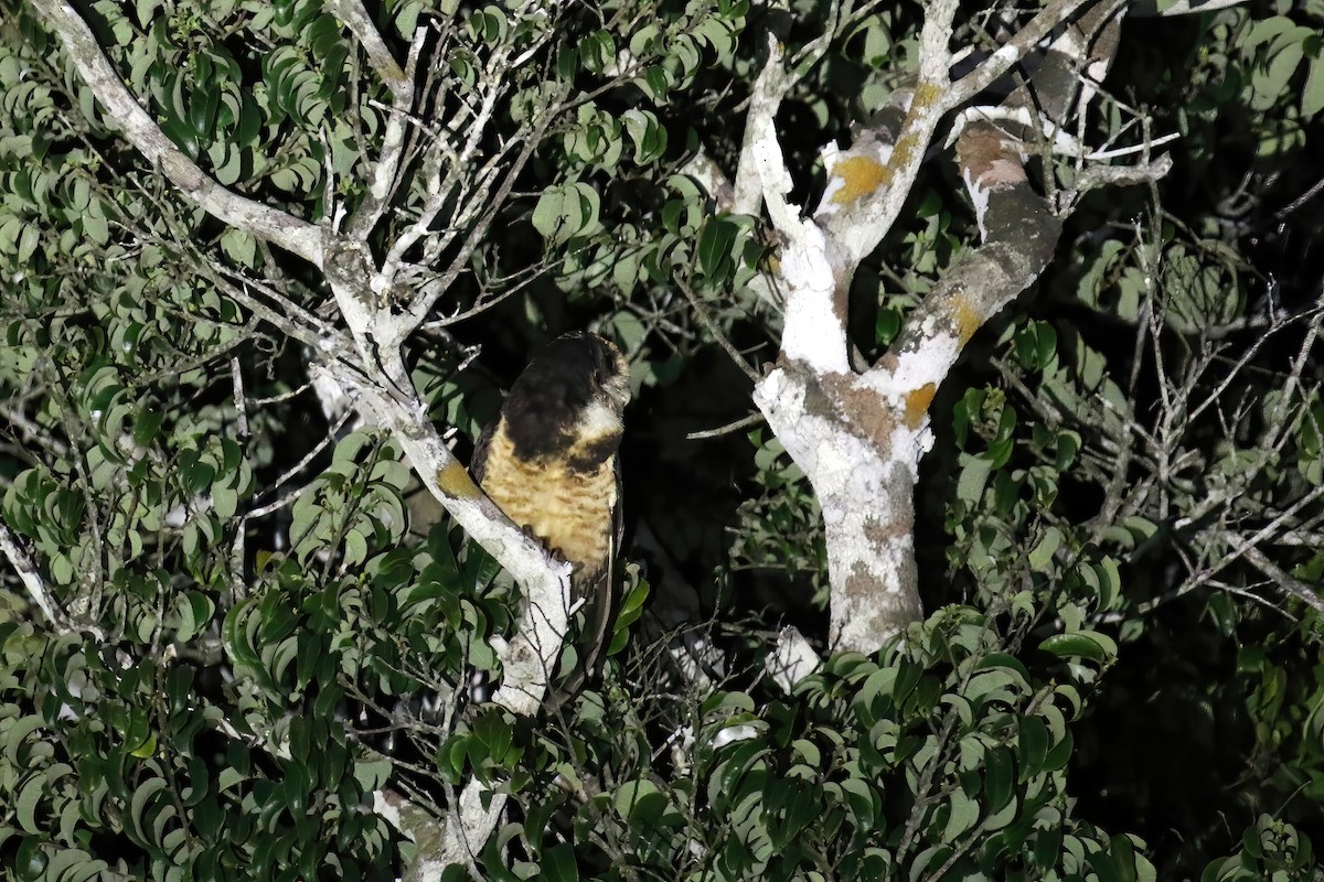 Tawny-browed Owl - ML631984909