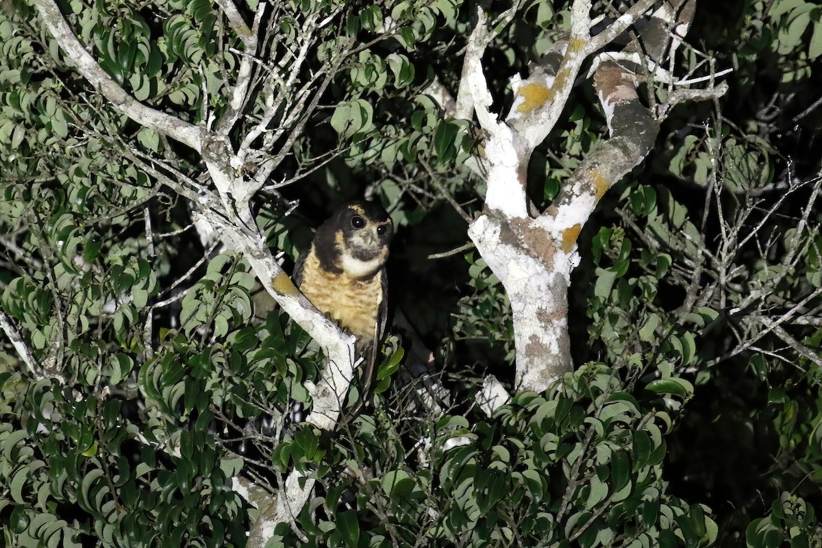 Tawny-browed Owl - ML631984910