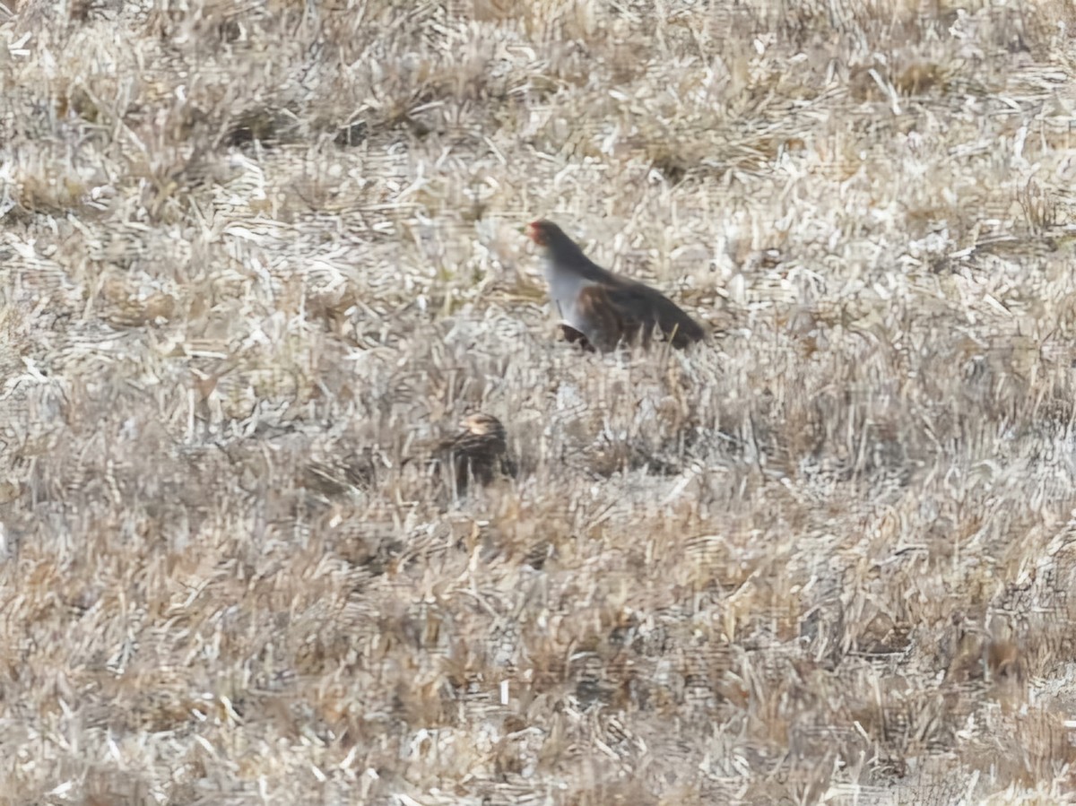 Gray Partridge - ML631984954