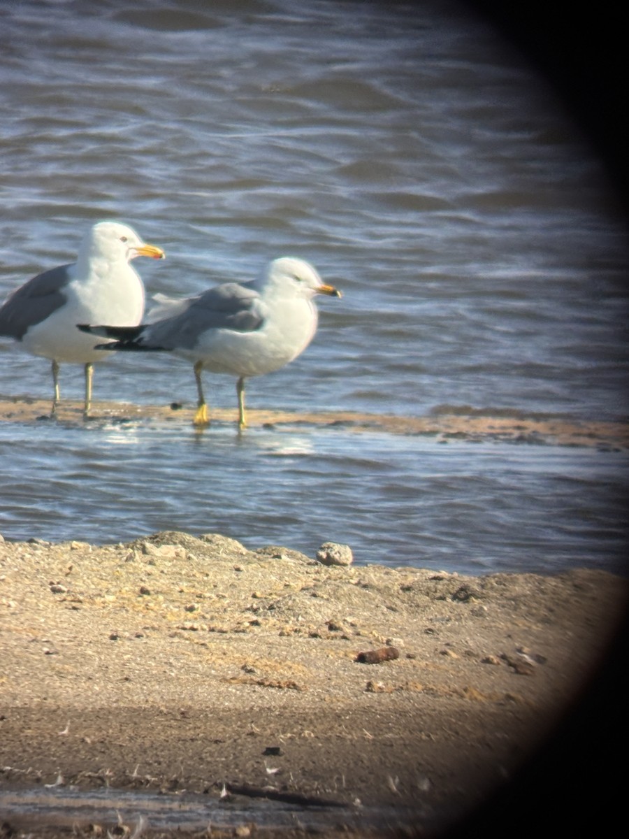 Kalifornienmöwe - ML631984966