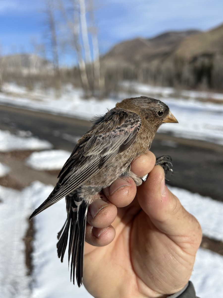 Brown-capped Rosy-Finch - ML631984983