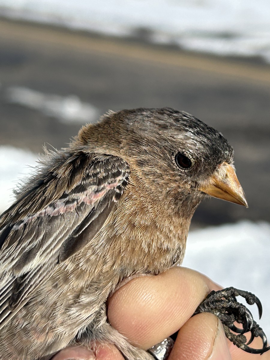 Brown-capped Rosy-Finch - ML631984984