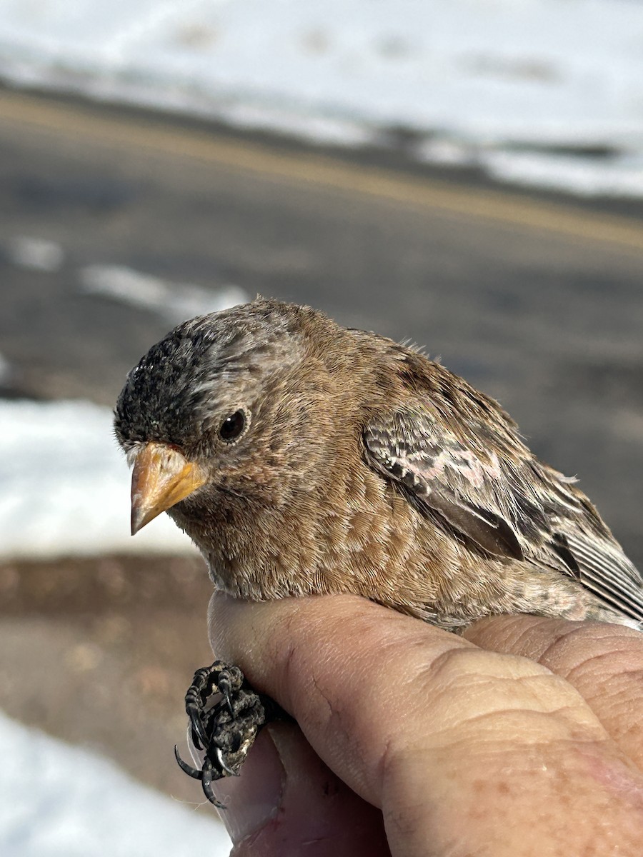 Brown-capped Rosy-Finch - ML631984985