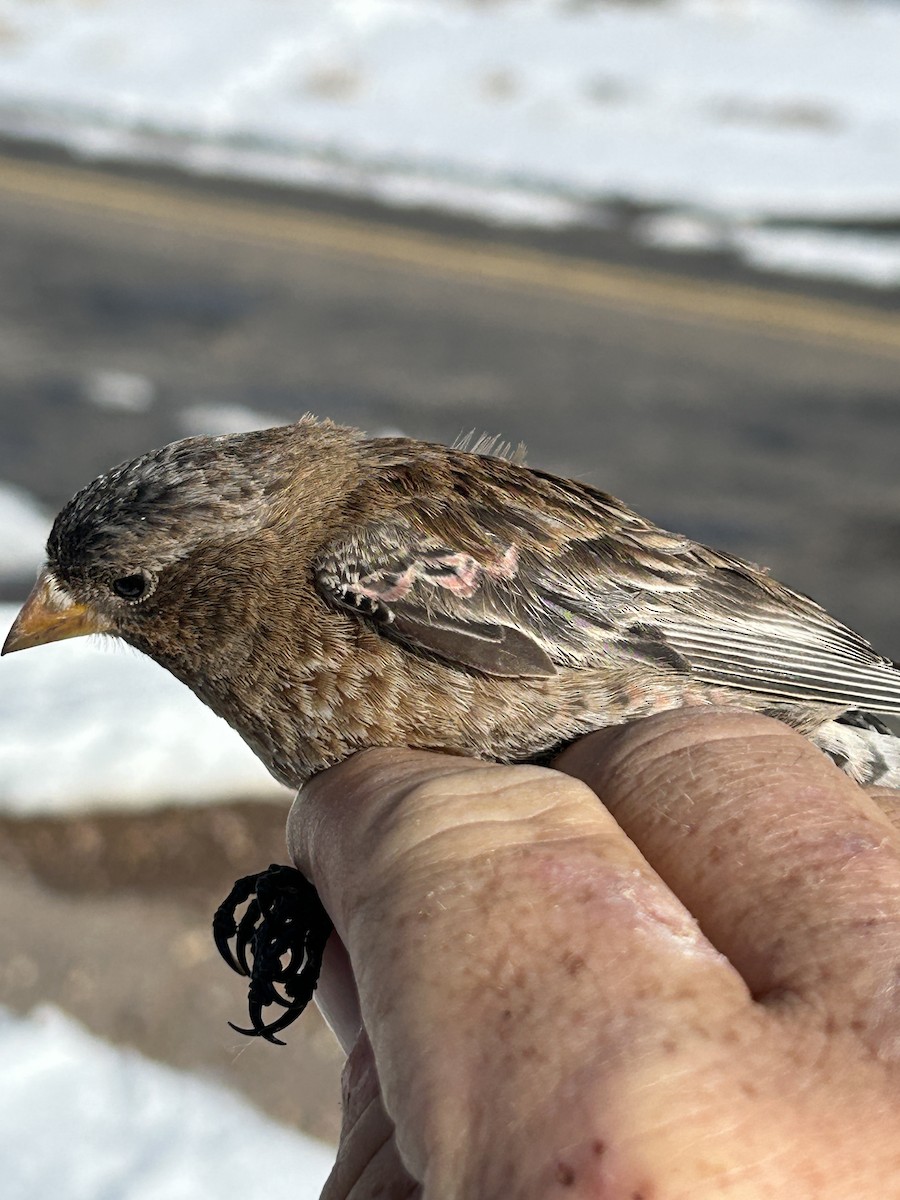 Brown-capped Rosy-Finch - ML631984986