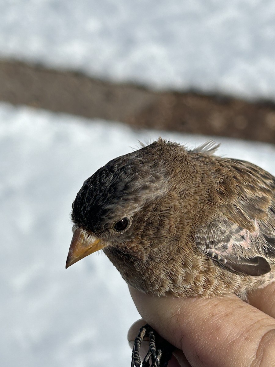 Brown-capped Rosy-Finch - ML631984987