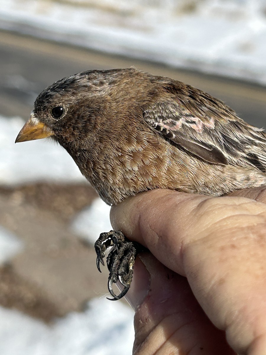 Brown-capped Rosy-Finch - ML631984988