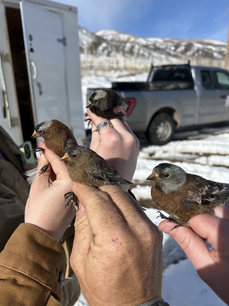 Brown-capped Rosy-Finch - ML631984989