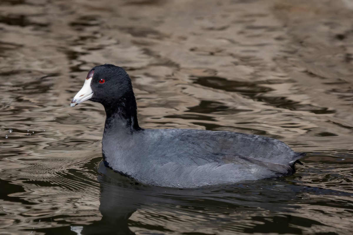 American Coot - ML631985108