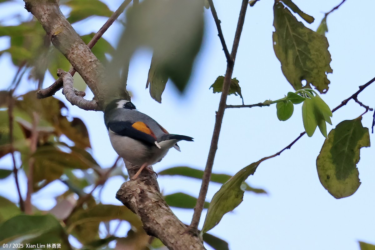 White-browed Shrike-Babbler - ML631985174